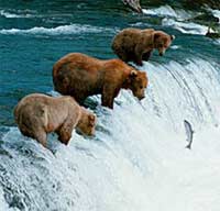 Beren vissen naar zalm